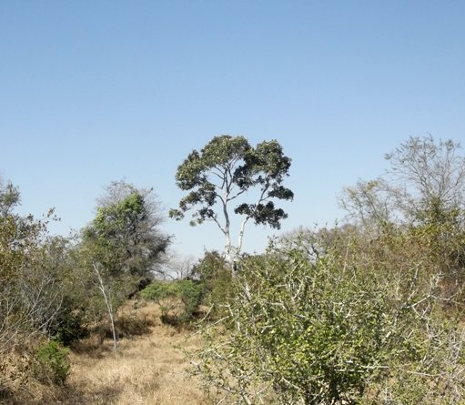 Philenoptera violacea standing tall