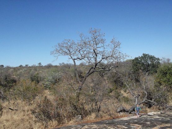 Pterocarpus angolensis reaches for the sky