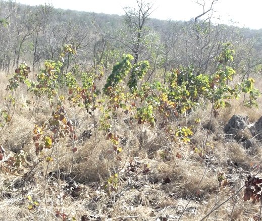Pterocarpus rotundifolius subsp. rotundifolius or dopperkiaat