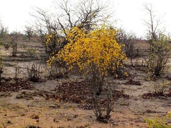 Rhigozum zambesiacum flowering after fire