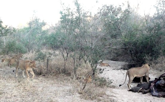Sated pride at a rhino carcass