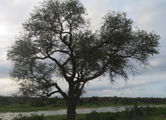 Senegalia nigrescens, the knob thorn