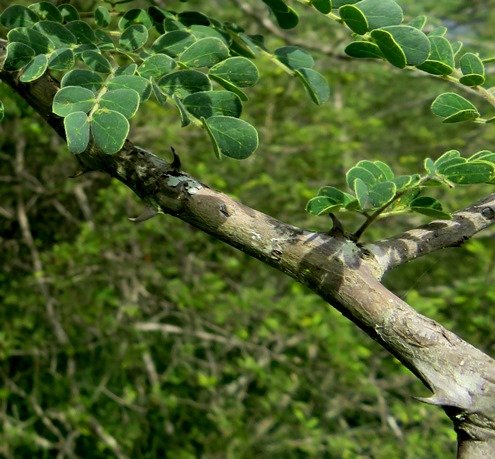 Senegalia welwitschii subsp. delagoensis, the Delagoa thorn
