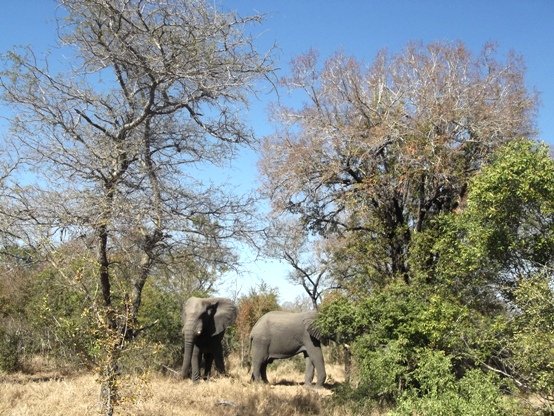 Spirostachys africana in grassy woodland