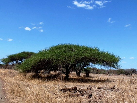 Vachellia tortilis subsp. heteracantha at its expansive best