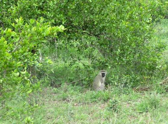 Vervet monkey