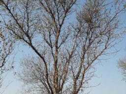 Vachellia exuvialis, the skilferdoring