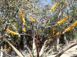 Aloe marlothii flowering in Sabie