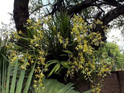 Ansellia africana on a garden tree