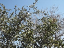 Balanites maughamii, torchwood