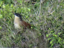 Burchells coucal