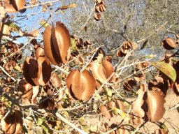Combretum zeyheri covered in its well-known fruits
