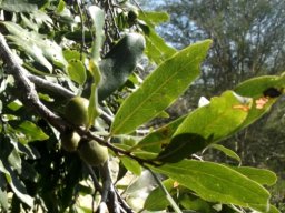 Diospyros mespiliformis, the jackal-berry