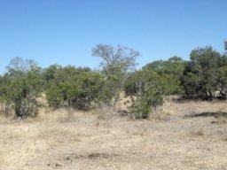 Euclea divinorum plentiful here