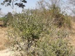 Gardenia cornuta in the foreground