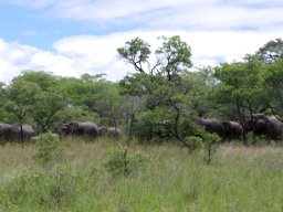 Herds like this need space