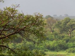 Lowveld trees