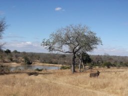 Nyala bull on a wintry plain
