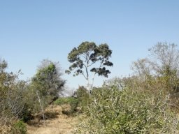 Philenoptera violacea standing tall