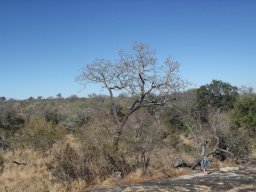Pterocarpus angolensis reaches for the sky