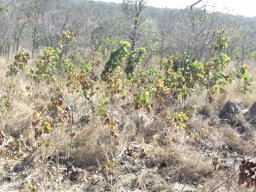Pterocarpus rotundifolius subsp. rotundifolius or dopperkiaat