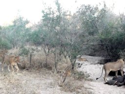 Sated pride at a rhino carcass