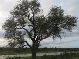 Senegalia nigrescens, the knob thorn