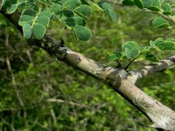 Senegalia welwitschii subsp. delagoensis, the Delagoa thorn