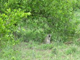 Vervet monkey