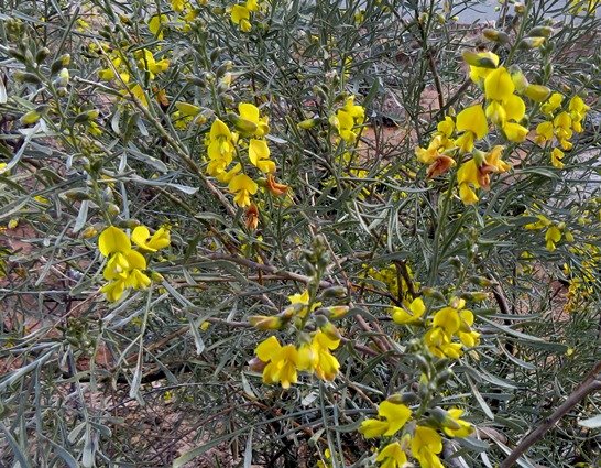 Calobota sericea, the silver pea