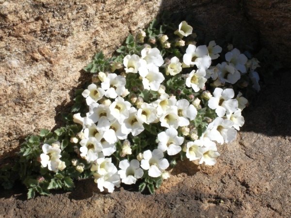 Colpias mollis flowers