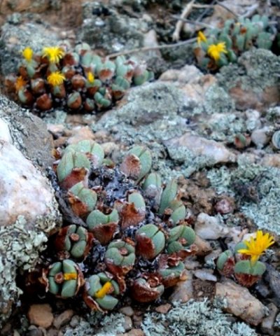Conophytum bilobum