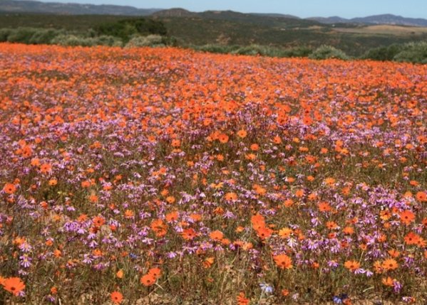 Something new everywhere