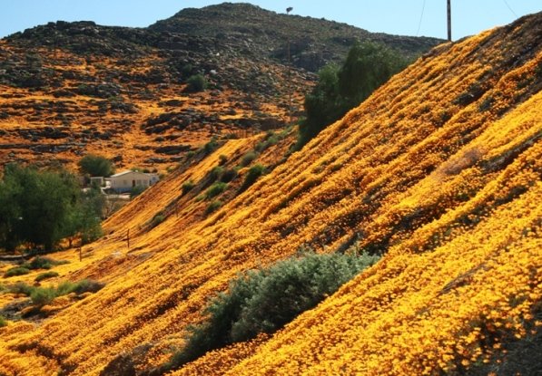 Farmhouse among the spring flowers