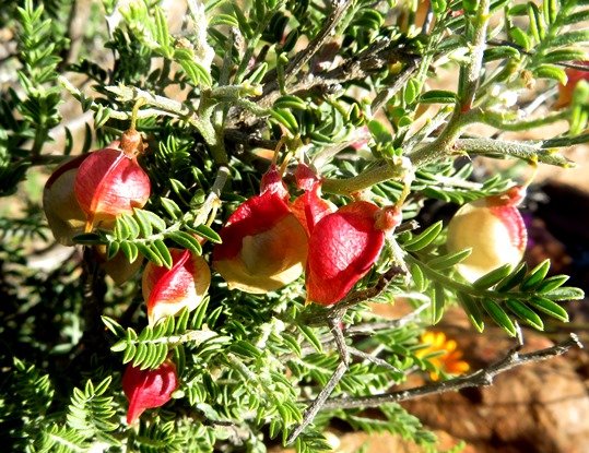 Lessertia spinescens inflated fruit