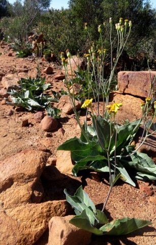 Othonna macrophylla at Naries