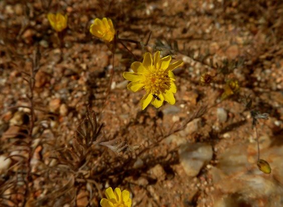 Rhynchopsidium pumilum