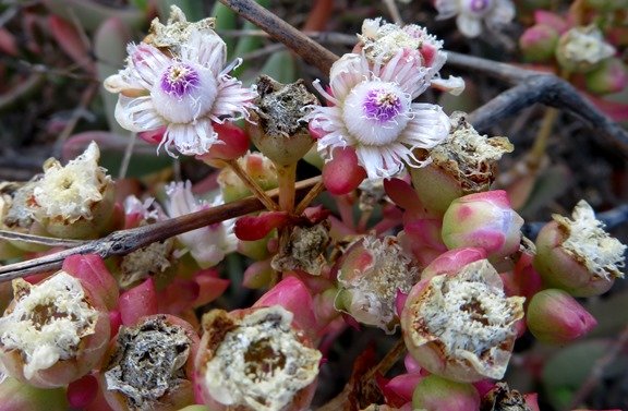 Stoeberia frutescens, the donkievy
