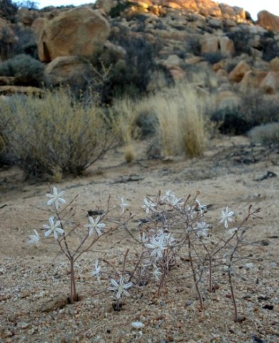 Trachyandra displaying hysteranthy