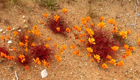 Ursinia calenduliflora