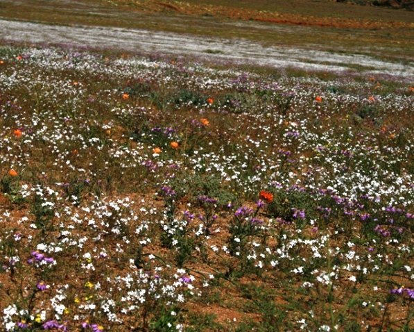 The colours take turns to celebrate