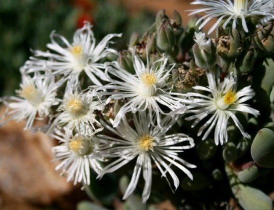 Wooleya farinosa