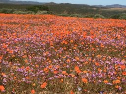 Something new everywhere