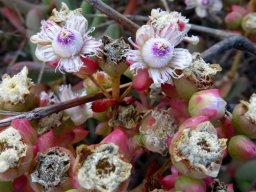 Stoeberia frutescens, the donkievy