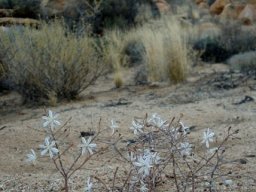 Trachyandra displaying hysteranthy