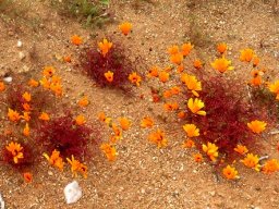 Ursinia calenduliflora