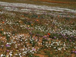 The colours take turns to celebrate