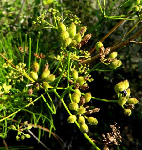 Anginon difforme fruit