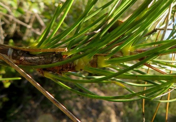 Anginon difforme leaf bases