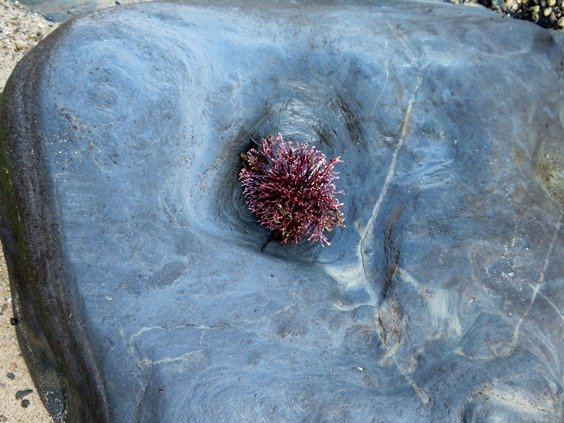 Arthrocardia species maybe